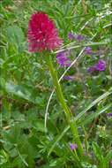 Image of Gymnadenia miniata (Crantz) Hayek