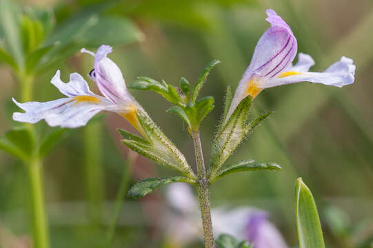 Image of Euphrasia officinalis L.