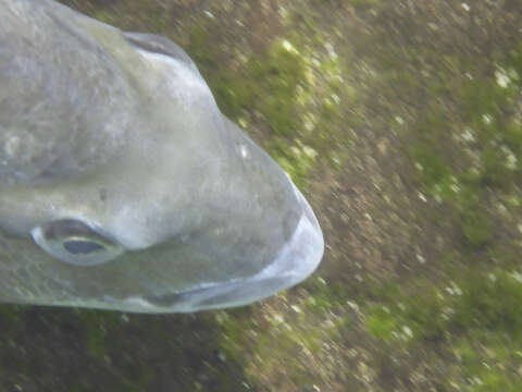 Image of Australian Sea Bream