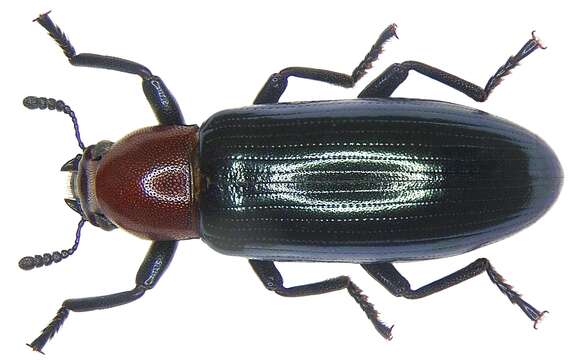 Image of Arthropoda