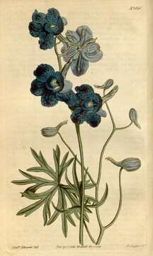 Image of Siberian larkspur