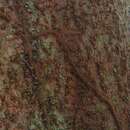 Image of Sloanea guianensis (Aublet) Benth.