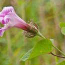 Hibiscus costatus A. Rich.的圖片
