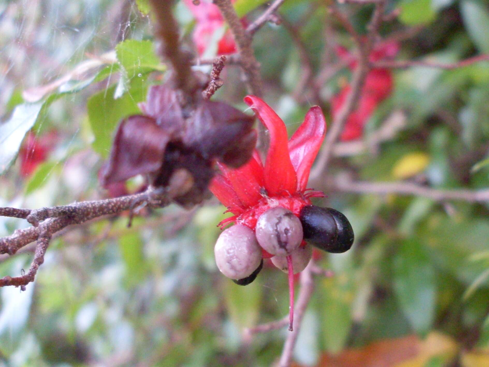 Image of ochna family