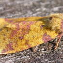 Image of pink-barred sallow