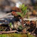 Sivun Cerastium pumilum Curt. kuva