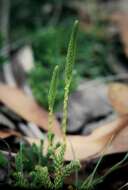 Image of Selaginella uliginosa (Labill.) Spring