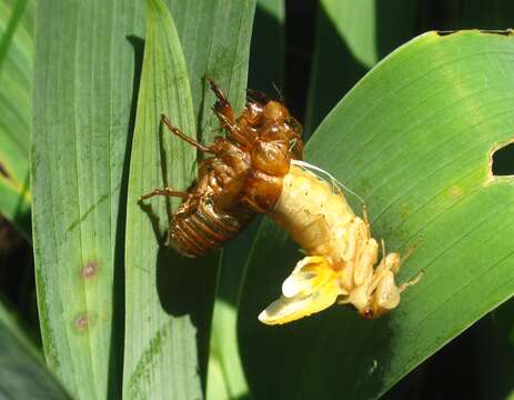 Image of Decim Periodical Cicada