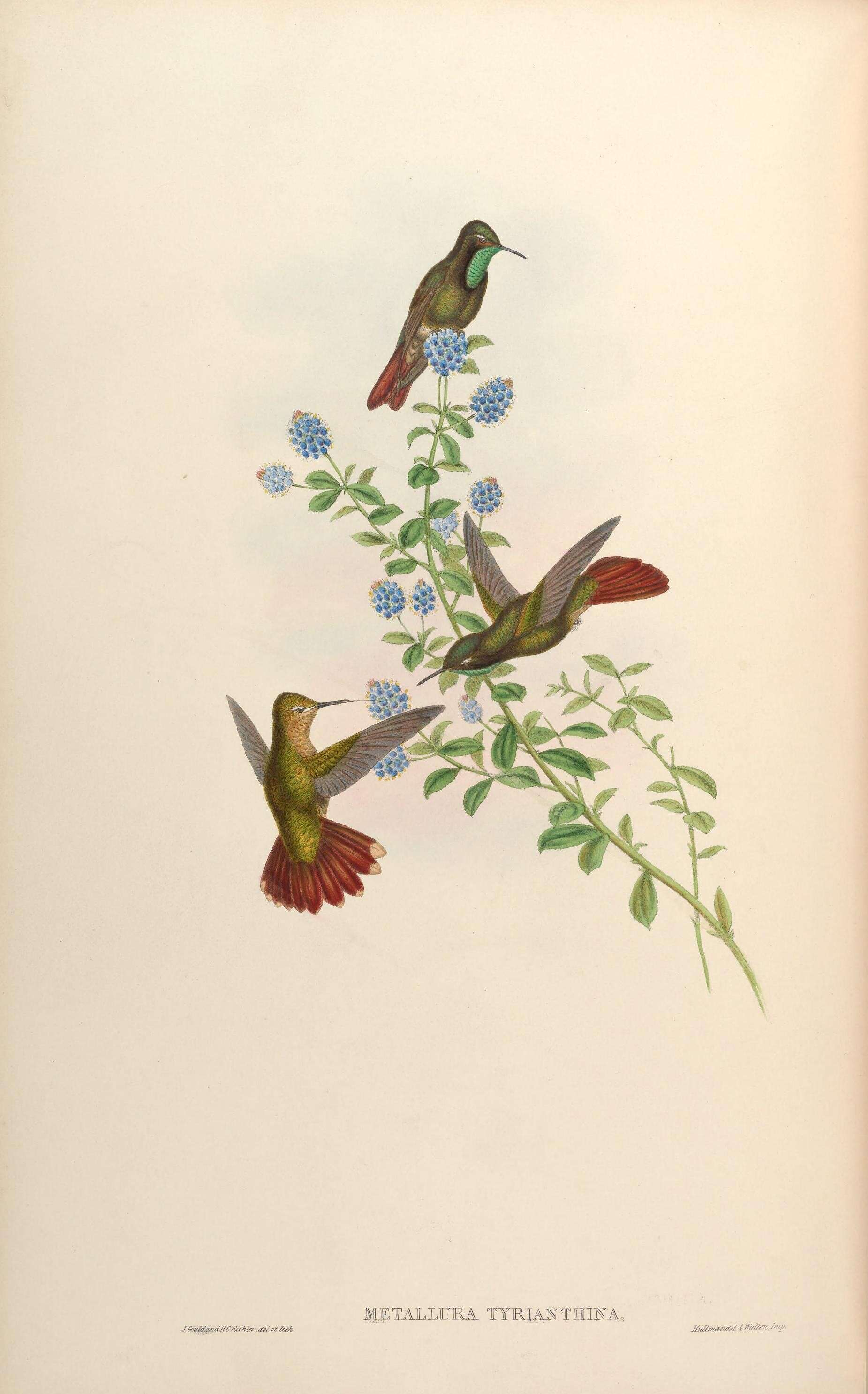 Image of Metallura Gould 1847