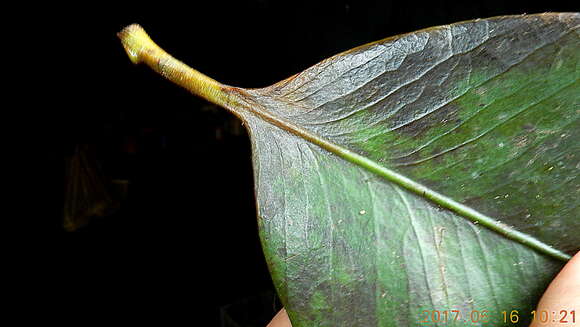 Image of Garcinia macrophylla Mart.