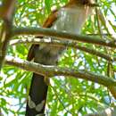 Image of Common Squirrel-cuckoo