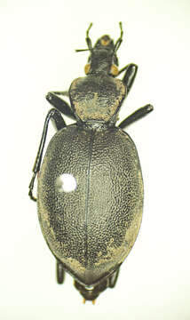 Image of Rare Snail-eating Beetles