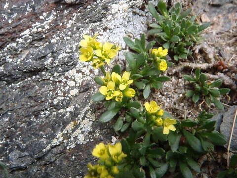 Image of Weber's draba