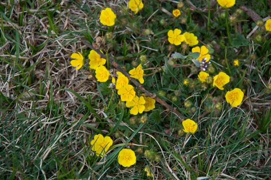 Слика од Potentilla crantzii (Crantz) Beck