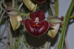 Image of Orchidaceae