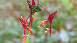 Image of Gongora meneziana V. P. Castro & G. Gerlach