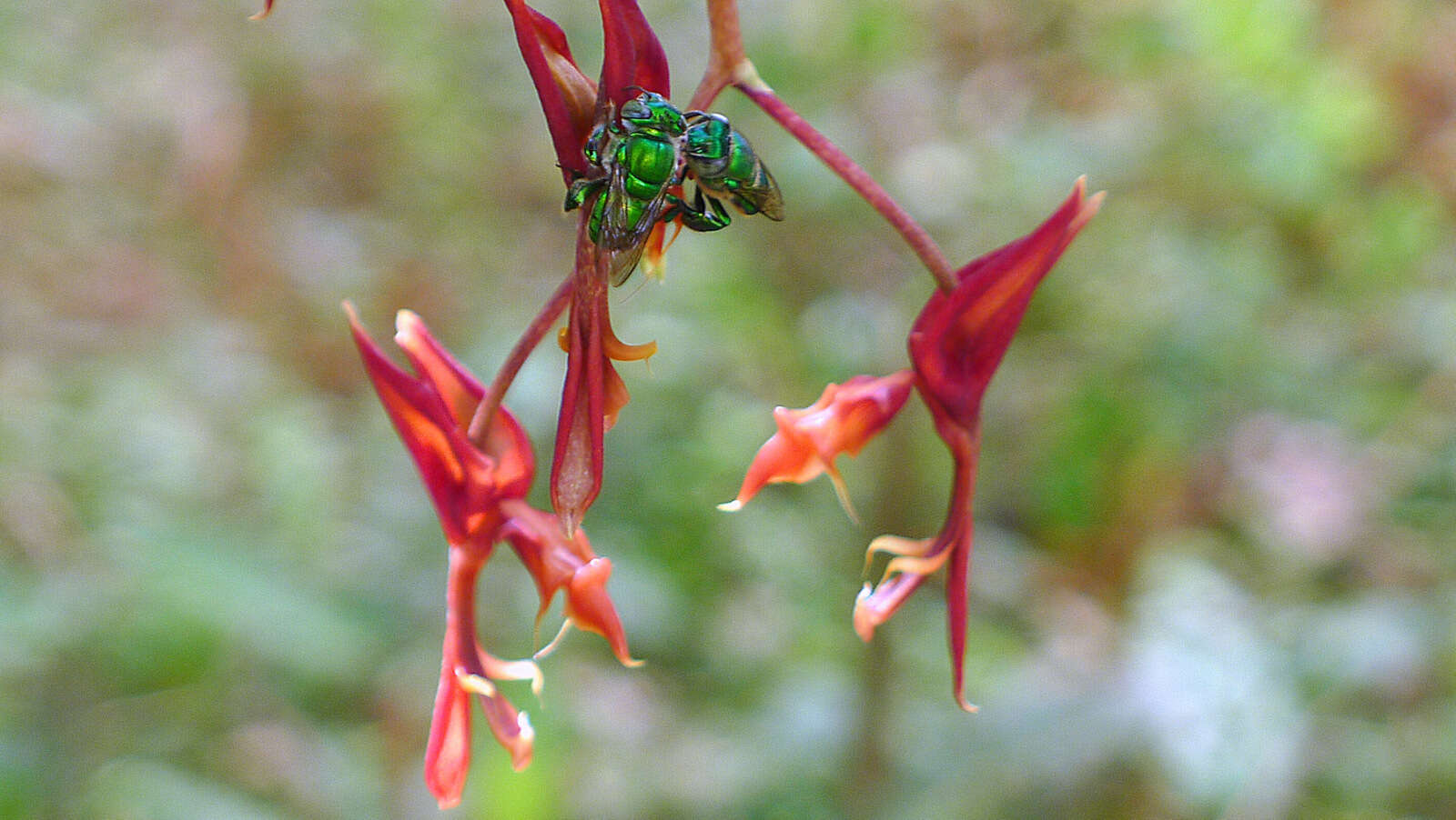 Image of Gongora meneziana V. P. Castro & G. Gerlach