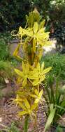 Image of Asphodeline