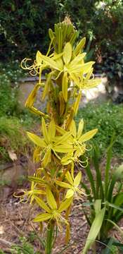 Image de Asphodeline lutea (L.) Rchb.