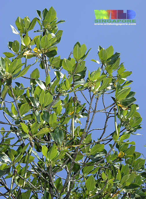 Image of mangrove