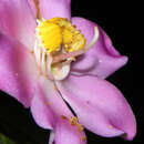 Image of Blakea guatemalensis Donn. Sm.
