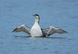 Image of loons