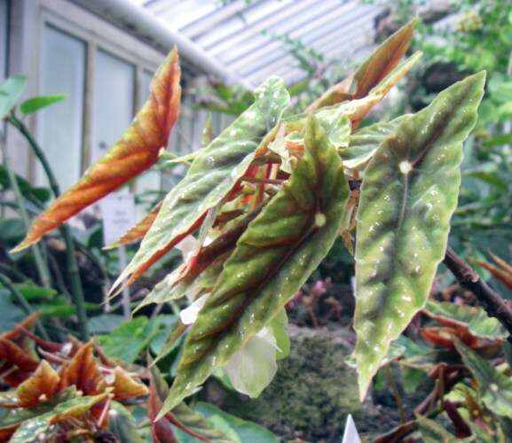 Image of Begonia lubbersii É. Morren
