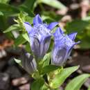 Image of crested gentian