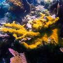 麋角珊瑚的圖片
