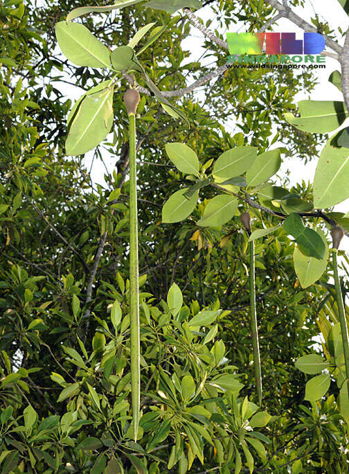 Image of mangrove