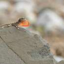 Image of Red-fanned Stout Anole