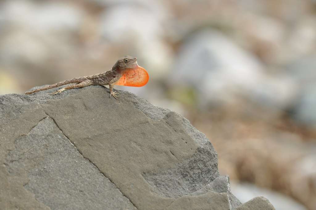 Dactyloidae resmi