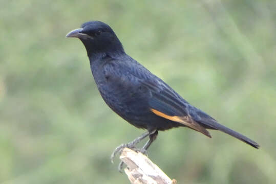 Image of Arabian Chestnut-winged Starling