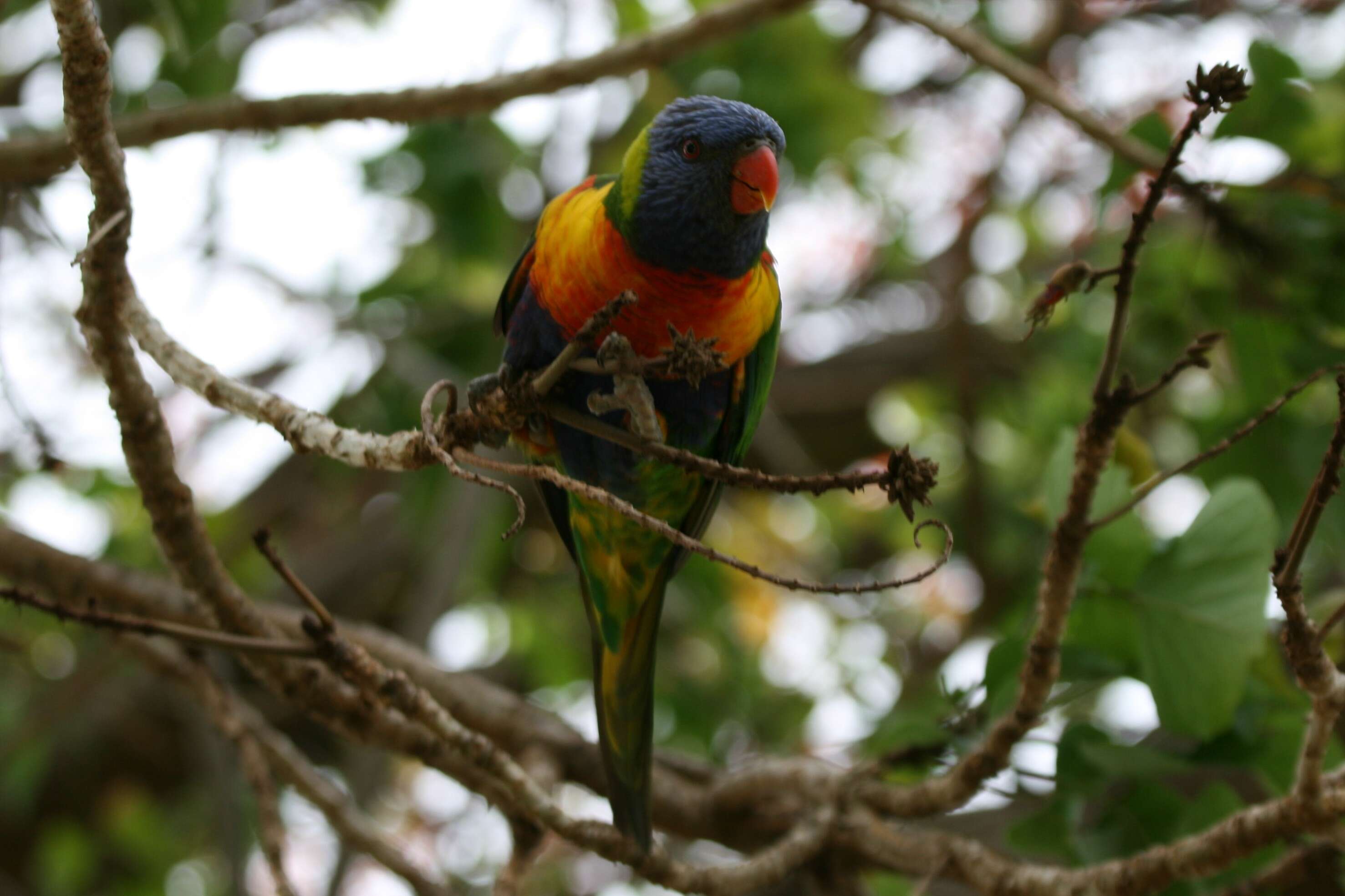 Plancia ëd Trichoglossus haematodus (Linnaeus 1771)