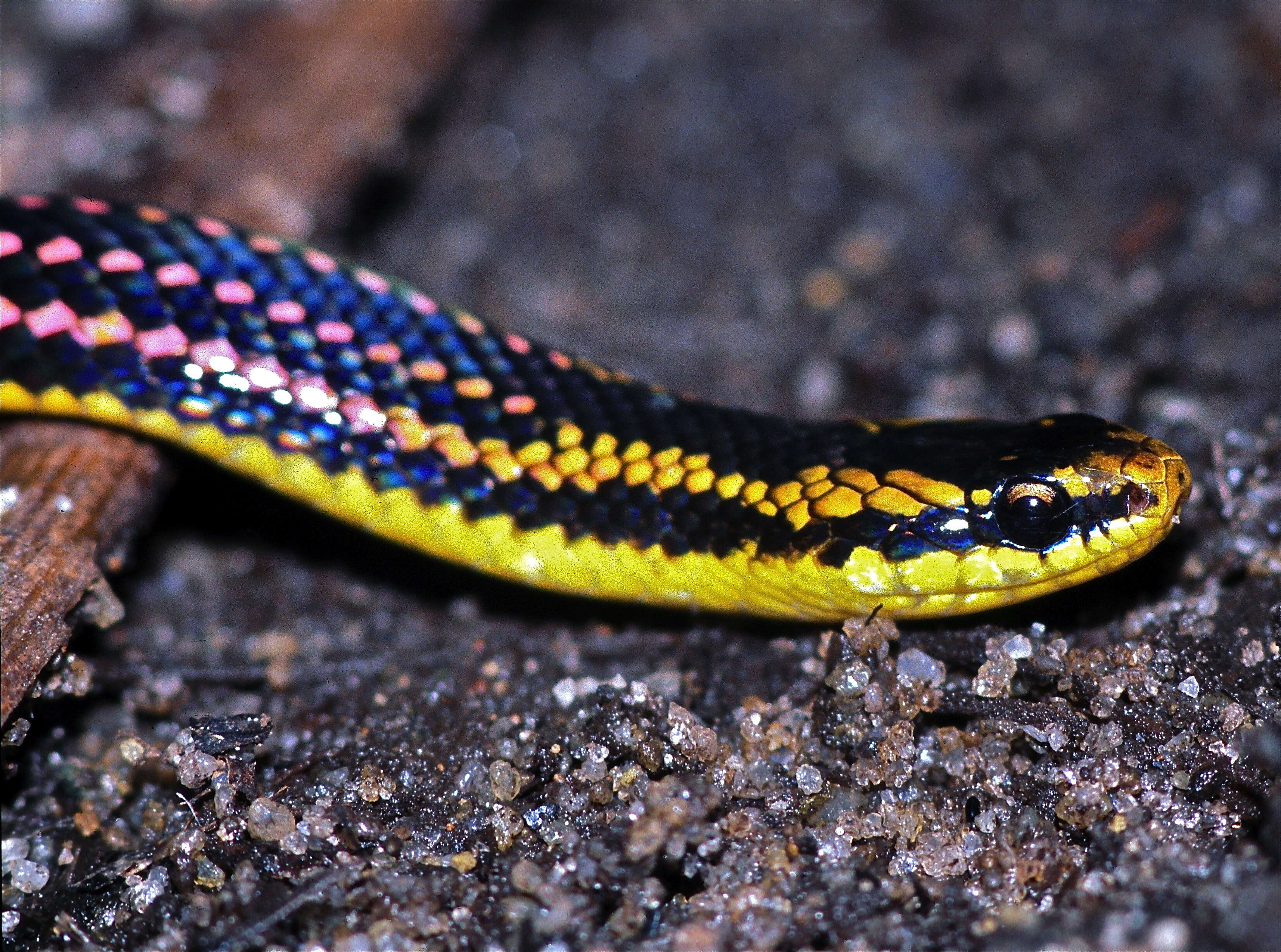 Image of Liophidium pattoni Vieites, Ratsoavina, Randrianiaina, Nagy, Glaw & Vences 2010