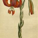 Image of Lilium chalcedonicum L.