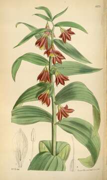 Image of Fritillaria sewerzowii Regel