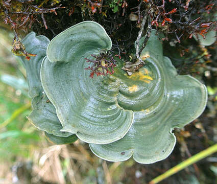 Image of dictyonema lichen