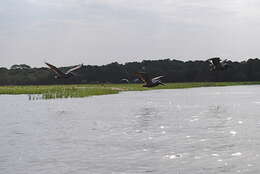 Image of pelicans