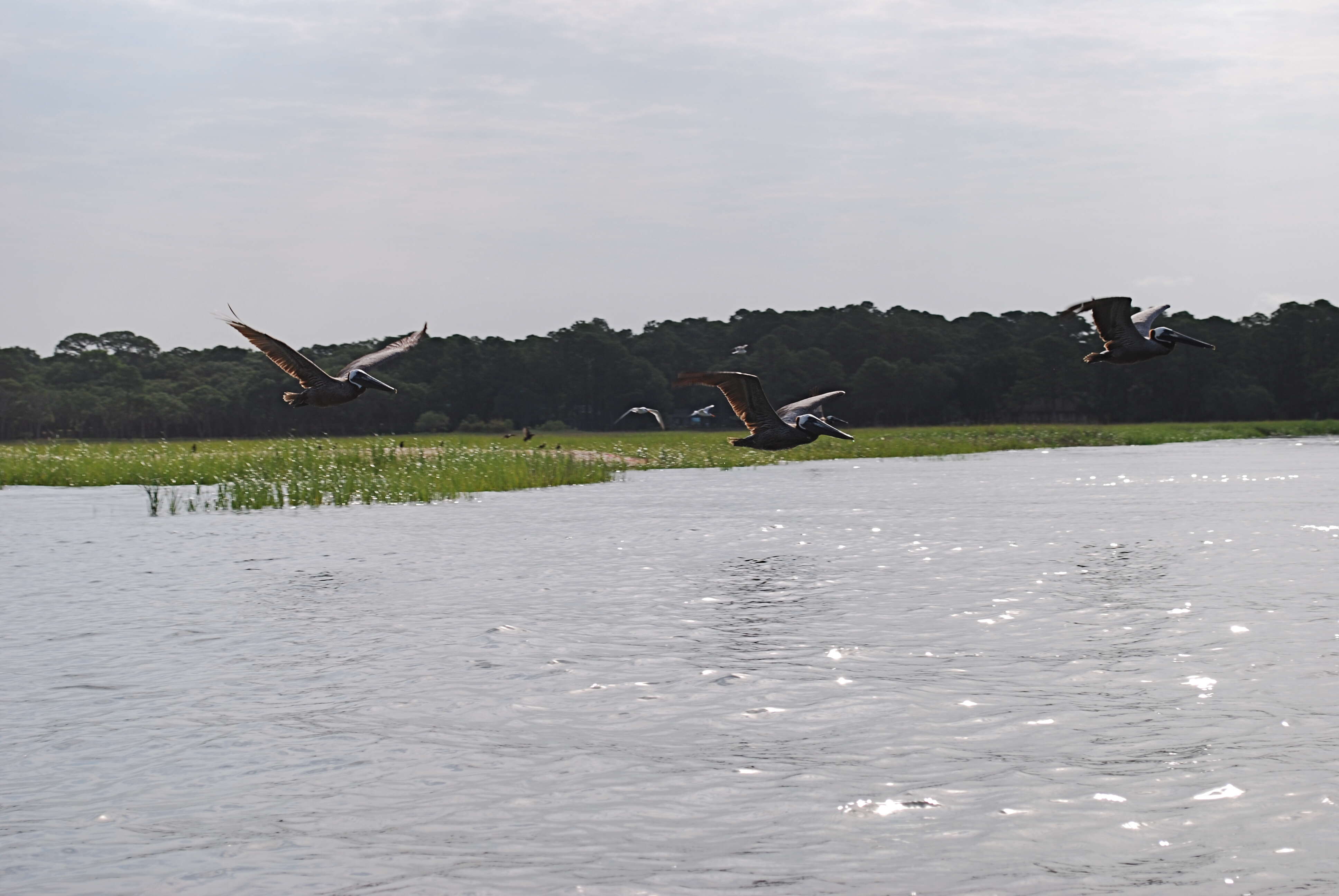 Image of pelicans