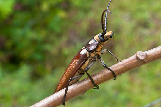 صورة Callipogon lemoinei Reiche 1840