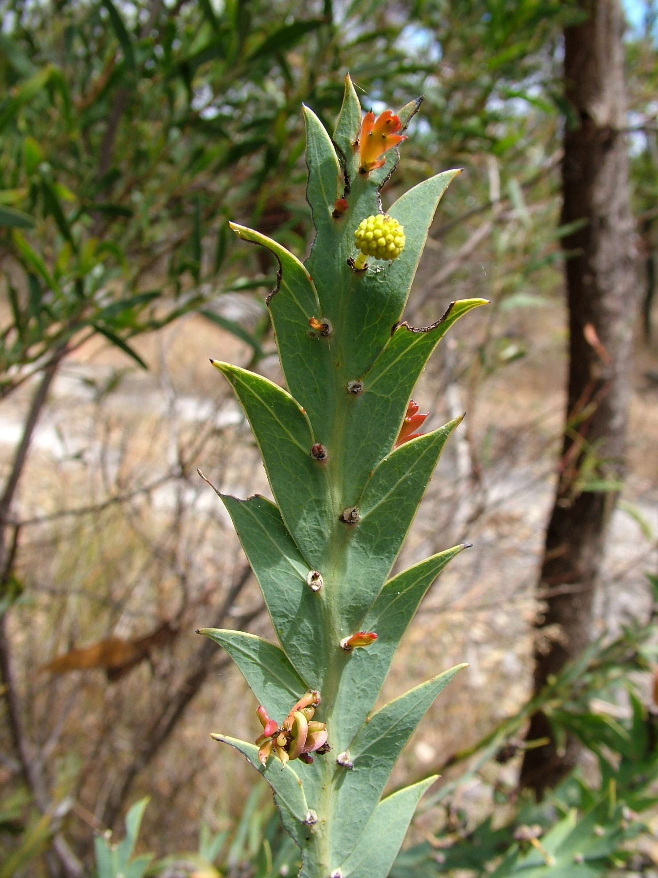 Sivun Acacia glaucoptera Benth. kuva