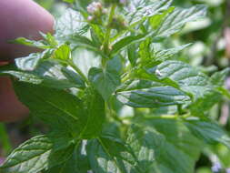 Image of mint