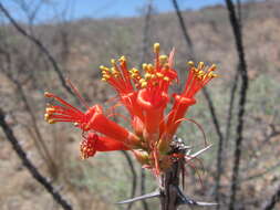 Image of ocotillo