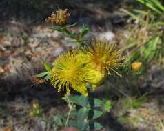 Sivun Hypericum myrtifolium Lam. kuva