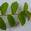Image of Hirtella racemosa Lam.