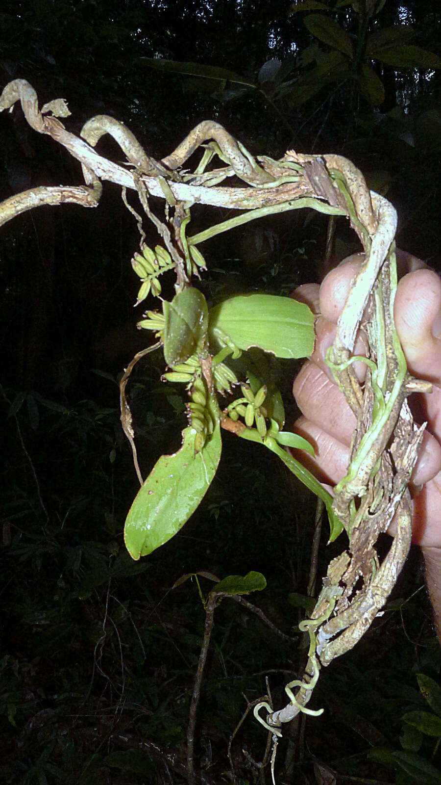 Image of Bentspur orchids