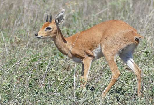 Image of Steenbok