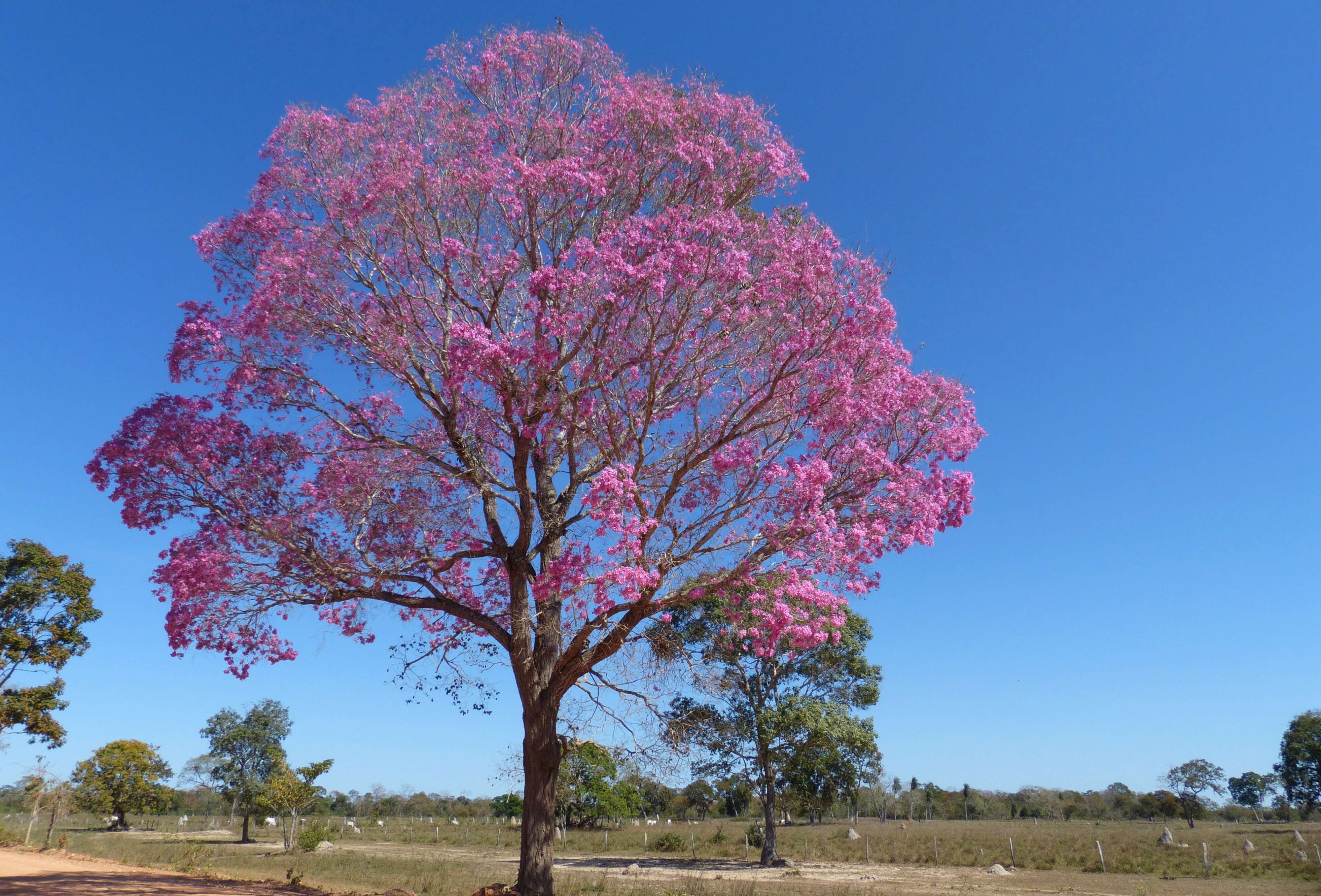 Image of Handroanthus