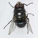 Image of Blue bottle fly
